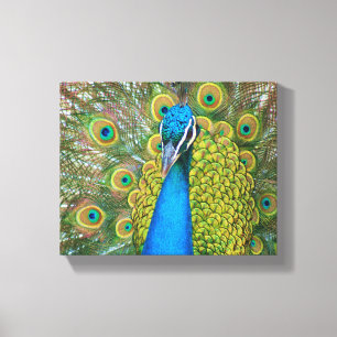 Impressão Em Tela Cabeça Azul de Peacock com Penas Coloridas das Ca