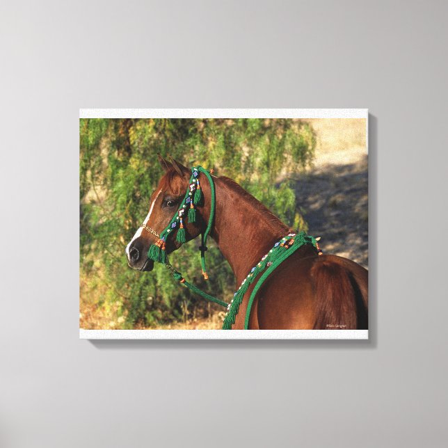 Impressão Em Tela Cabeça de Cavalo Árabe com Bridle (Frente)