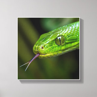 Impressão Em Tela Cabeça de Cobra Verde