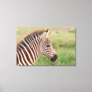 Impressão Em Tela Cabeça de zebra bebê, Tanzânia