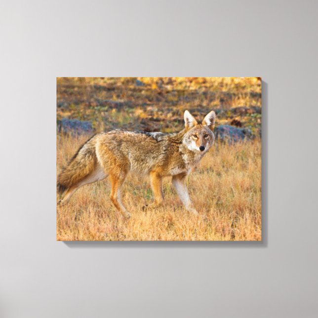 Impressão Em Tela Caça de coiote (Canis Latrans) (Frente)