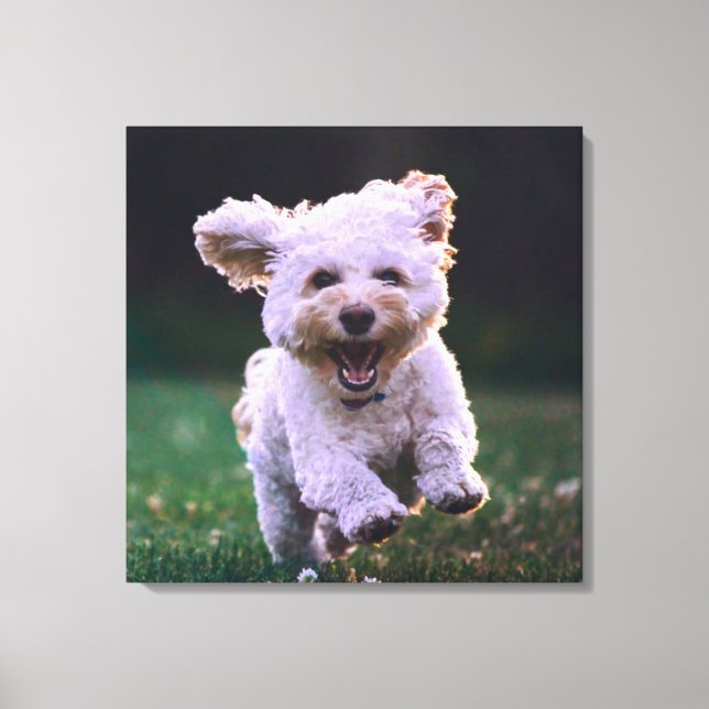 Impressão Em Tela Cachorro Branco de Poodle (Frente)