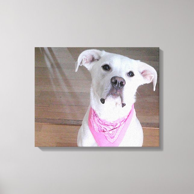 Impressão Em Tela Cachorro Branco Feliz e Fofo Com Olhos Cheios de A (Frente)