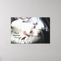 Cachorro Branco Fofo Sentado Com o Pai à Luz do So