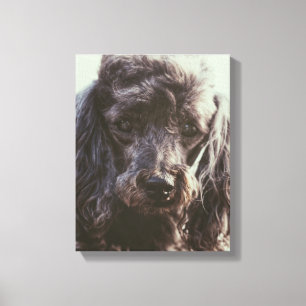 Impressão Em Tela Cachorro Cachorro Rosto Olhos