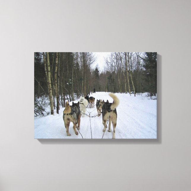Impressão Em Tela Cachorro Dormindo em Quebec, Canadá (Frente)