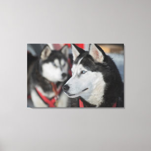 Impressão Em Tela Cachorro Husky antes de uma corrida, Canadá