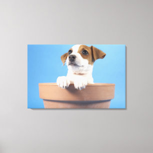 Impressão Em Tela Cachorro no vaso