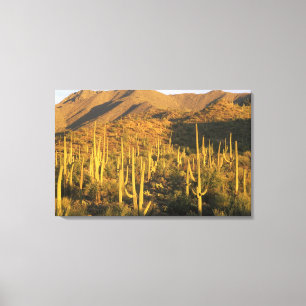 Impressão Em Tela Cacto Saguaro no Parque Nacional Saguaro perto