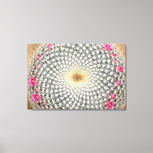 Impressão Em Tela Cacto simétrico em floração (Mammillaria celsiana)