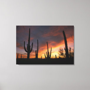 Impressão Em Tela cactos saguaro, Carnegiea gigantea, depois