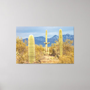 Impressão Em Tela Cactos Saguaro em Paisagem Desértica