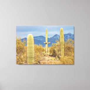 Impressão Em Tela Cactos Saguaro em Paisagem Desértica