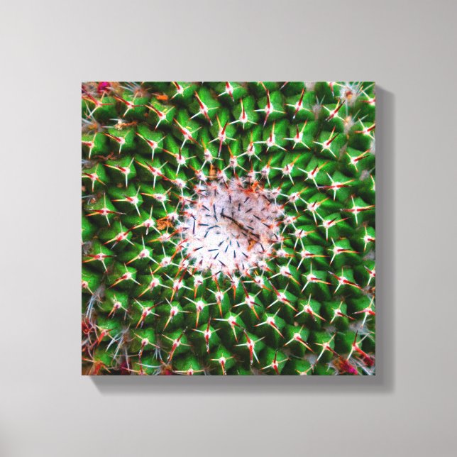Impressão Em Tela Cactus Spiral (Frente)