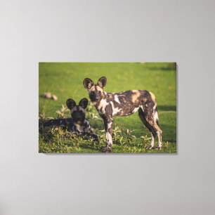 Impressão Em Tela Cães selvagens africanos na Tanzânia