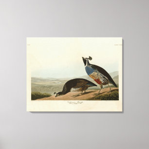 Impressão Em Tela California Partridge - Pássaros da América de Audu