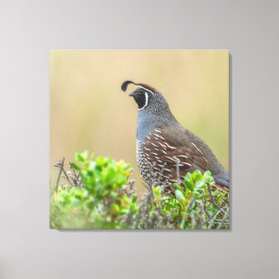 Impressão Em Tela California Quail