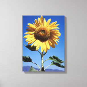 Impressão Em Tela Califórnia, Um Girassol Gigante (Helianthus) 3