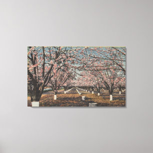 Impressão Em Tela CaliforniaBlossom que floresce em árvores