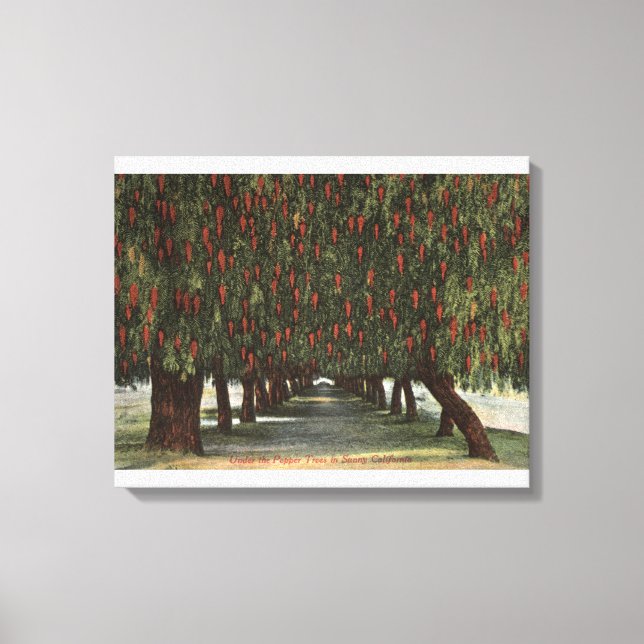 Impressão Em Tela CaliforniaGroves de Pepper Trees (Frente)