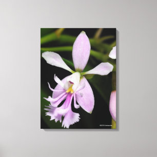 Impressão Em Tela Caligarium do Epidendrum