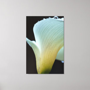 Impressão Em Tela Calla Lily