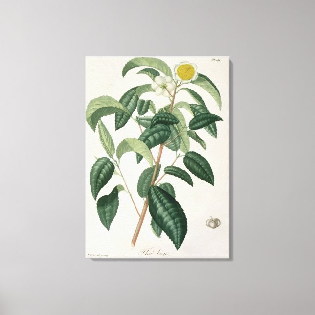 Impressão Em Tela Camellia Thea, de 'Phytographie Medicale', por Jos (Frente)