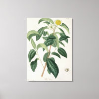 Camellia Thea, de 'Phytographie Medicale', por Jos
