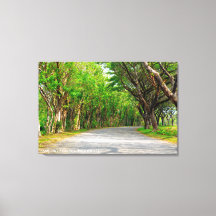 Caminho Arborizado Allee Fotografia De Paisagem Vi