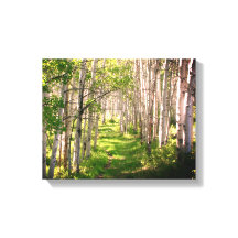 Caminho da floresta no Primavera atrasado