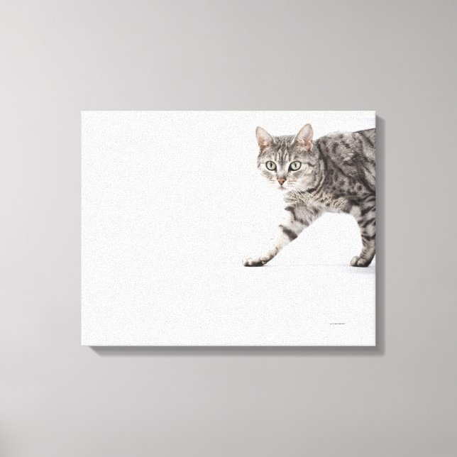 Impressão Em Tela Caminho de gato (Frente)