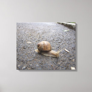 Impressão Em Tela Caminho do caracol