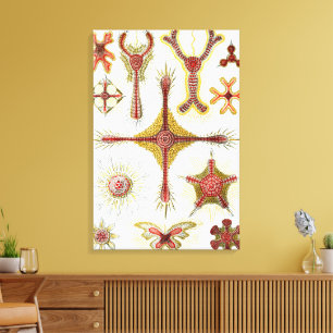 Impressão Em Tela Camomila Silvestre por Ernst Haeckel, Natureza Vin