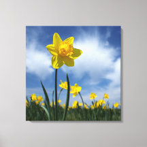 Campo de Daffodil Amarelo no Céu Azul 24x24