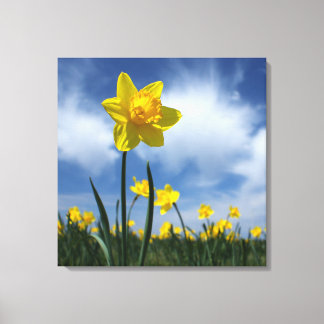 Impressão Em Tela Campo de Daffodil Amarelo no Céu Azul 24x24