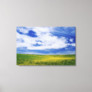 Impressão Em Tela Campo de flores canola ou mostarda, Palouse