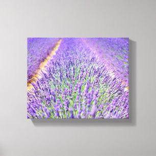 Impressão Em Tela Campo Lavanda