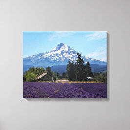 Impressão Em Tela Campos de Lavanda do Mt Hood