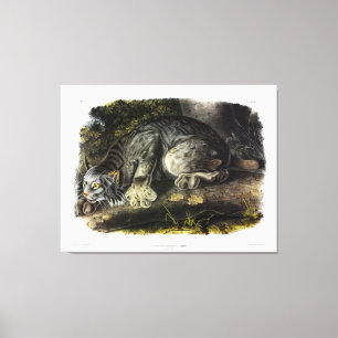 Impressão Em Tela Canada Lynx (Lynx Canadensis) (Lynx canadense)