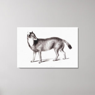 Impressão Em Tela Canis Antarcticus