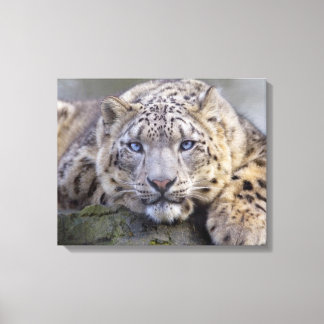 Impressão Em Tela Canvas-leopardo-da-neve de Vishnu