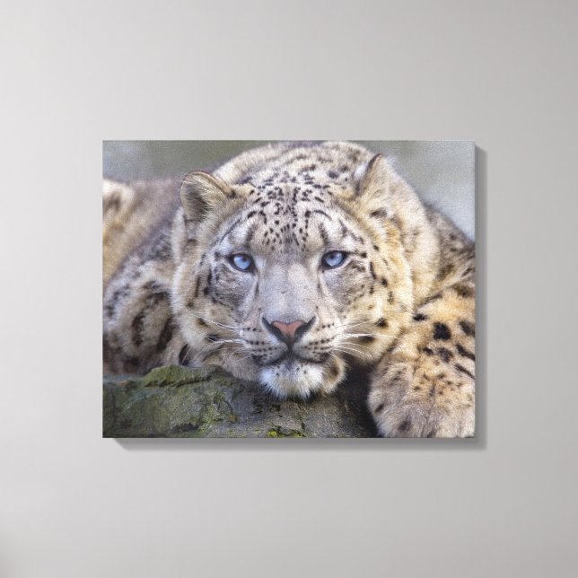 Impressão Em Tela Canvas-leopardo-da-neve de Vishnu (Frente)