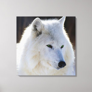 Impressão Em Tela Canvas/lobo branco Eyed verde