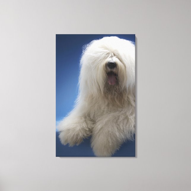 Impressão Em Tela Cão (Frente)