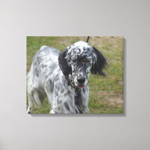 Impressão Em Tela Cão bonito do setter inglês