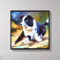 Cão Border Collie