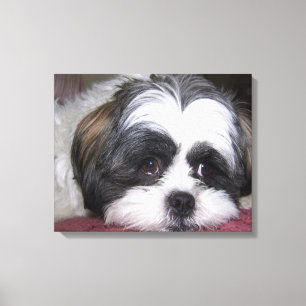 Impressão Em Tela Cão de Shih Tzu