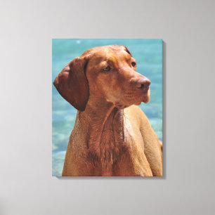 Impressão Em Tela Cão de Vizsla do Magiar