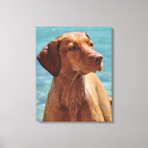 Impressão Em Tela Cão de Vizsla do Magiar