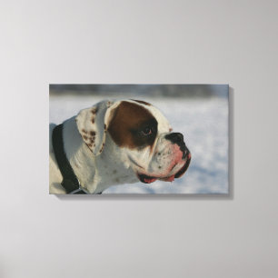Impressão Em Tela Cão do pugilista na neve